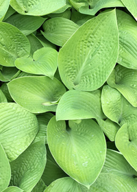 Hosta 'Abiqua Recluse'